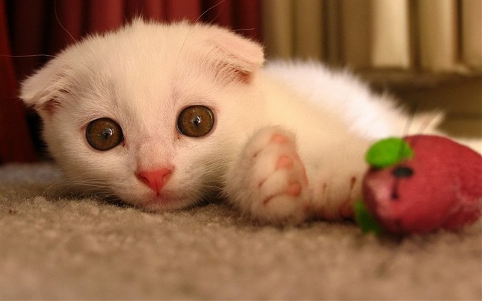 Cute pets, Scottish Fold cat HD wallpapers #30