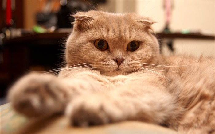 Cute pets, Scottish Fold cat HD wallpapers #32