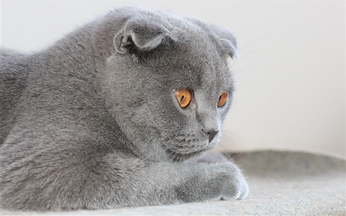 Cute pets, Scottish Fold cat HD wallpapers #34