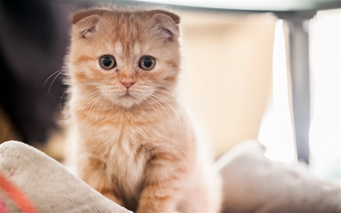 Cute pets, Scottish Fold cat HD wallpapers #35