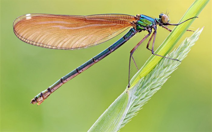 Insectos primer plano, fondos de pantalla de alta definición de la libélula #2