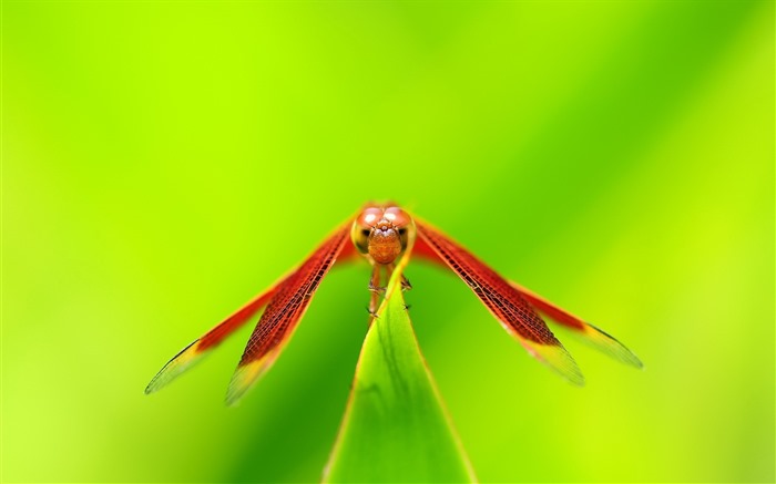 Insectos primer plano, fondos de pantalla de alta definición de la libélula #7