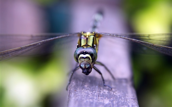 Insectos primer plano, fondos de pantalla de alta definición de la libélula #8