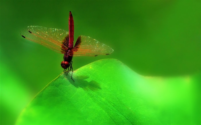 Insectos primer plano, fondos de pantalla de alta definición de la libélula #10