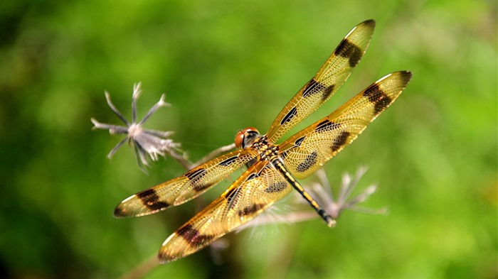 Insectos primer plano, fondos de pantalla de alta definición de la libélula #11