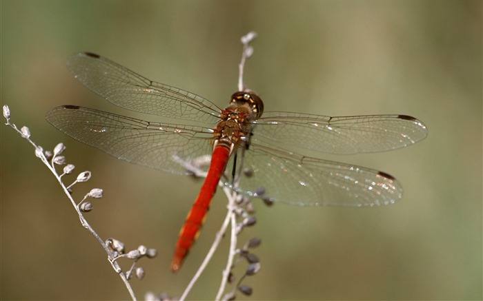 Insectos primer plano, fondos de pantalla de alta definición de la libélula #12