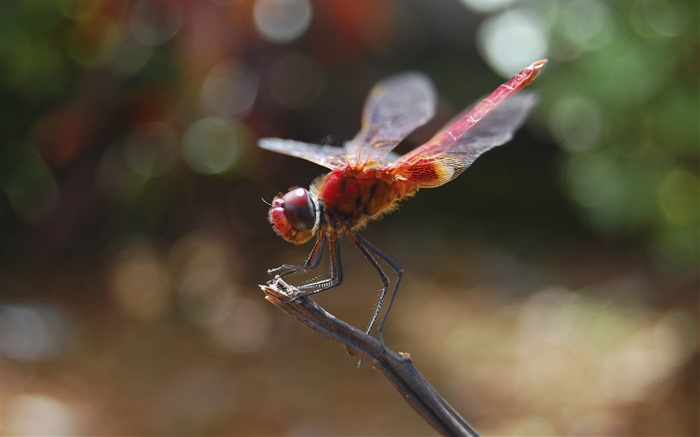 Insectos primer plano, fondos de pantalla de alta definición de la libélula #13