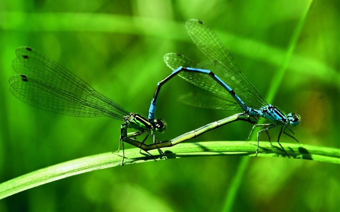 Insectos primer plano, fondos de pantalla de alta definición de la libélula #14