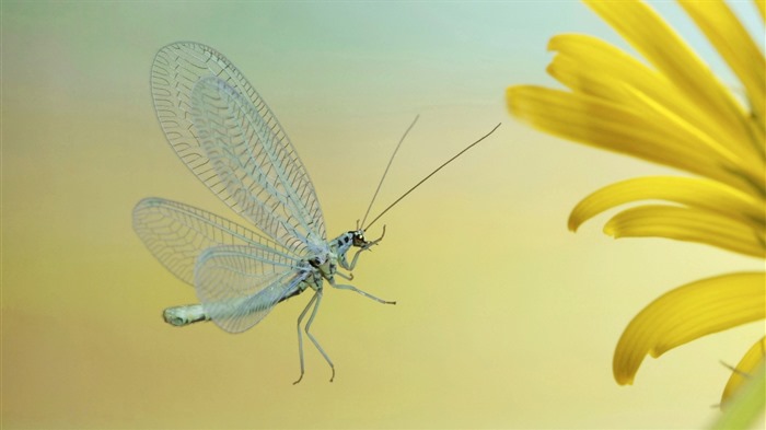 Insecte close-up, fonds d'écran HD libellule #21