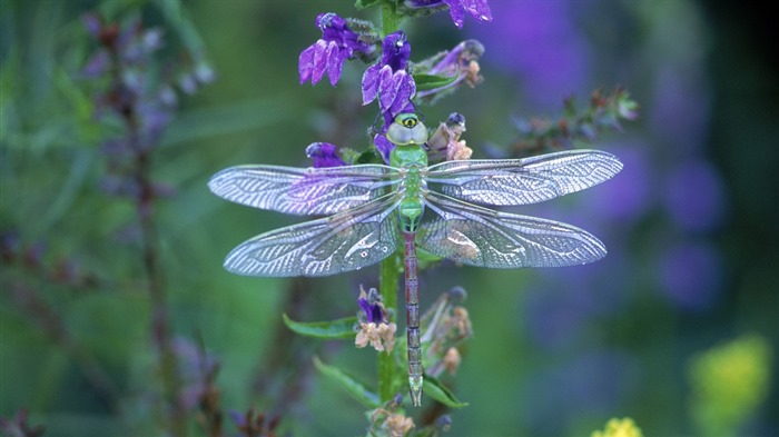 Insectos primer plano, fondos de pantalla de alta definición de la libélula #22