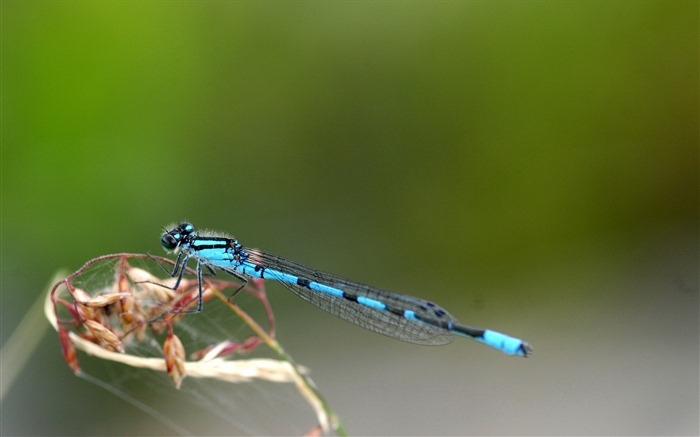 Insectos primer plano, fondos de pantalla de alta definición de la libélula #24