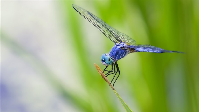 Insect close-up, dragonfly HD wallpapers #25