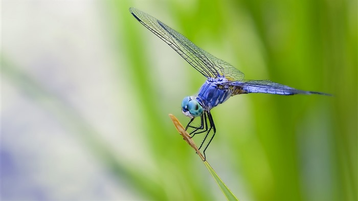 Insectos primer plano, fondos de pantalla de alta definición de la libélula #25