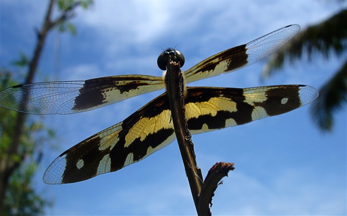 Insectos primer plano, fondos de pantalla de alta definición de la libélula #27