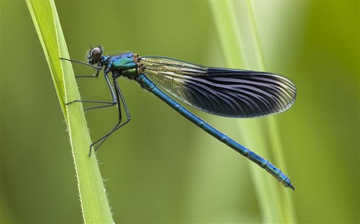 Insecte close-up, fonds d'écran HD libellule #30