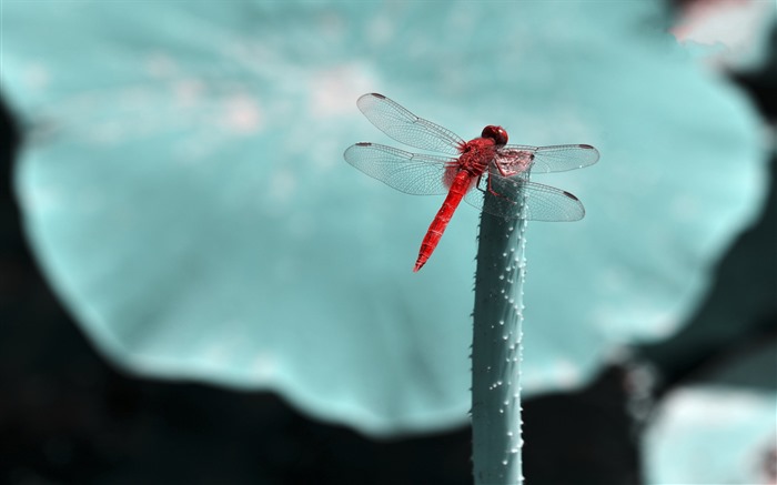 Insectos primer plano, fondos de pantalla de alta definición de la libélula #31