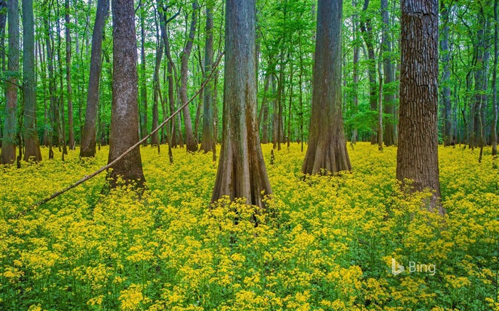 Mayo de 2016 fondos de pantalla HD tema de Bing #22