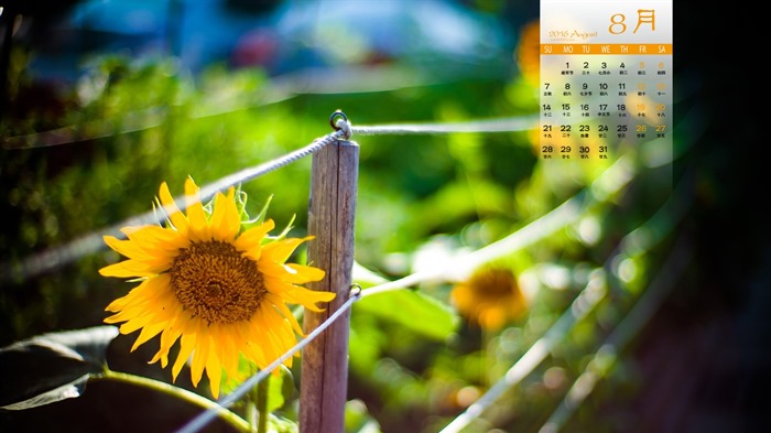 De agosto de el año 2016 fondo de pantalla de calendario (1) #13