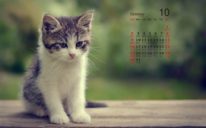 Oktober 2016 Kalender Wallpaper (1) #8