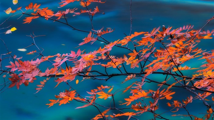 Oktober 2016 Bing Thema HD Hintergrundbilder (1) #40