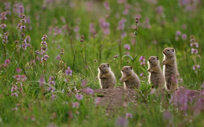 Mai 2017 Bing Thema der hochauflösenden Hintergrundbild #18