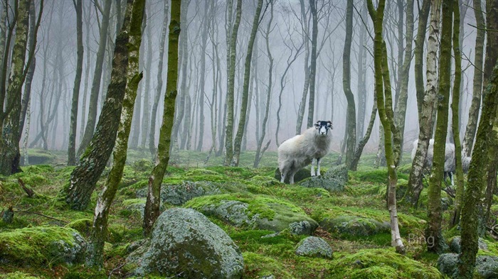 Julio de 2017 tema de Bing de fondo de pantalla de alta definición #10