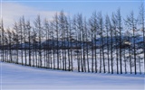 forêt, la neige fond d'écran (1)