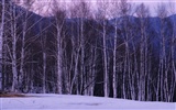 Snow forest wallpaper (1) #4