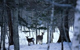 forêt, la neige fond d'écran (1) #7