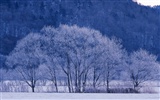 forêt, la neige fond d'écran (1) #8