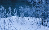 Snow Wald Wallpaper (1) #9
