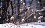 forêt, la neige fond d'écran (1) #12