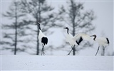 forêt, la neige fond d'écran (1) #18