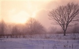 forêt, la neige fond d'écran (1) #20