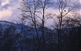 forêt, la neige fond d'écran (2)