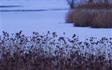 forêt, la neige fond d'écran (2) #3