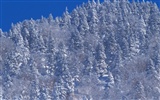 forêt, la neige fond d'écran (2) #6