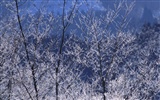 forêt, la neige fond d'écran (2) #10