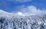 Snow forest wallpaper (2) #14