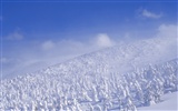 Snow forest wallpaper (2) #16