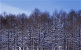 forêt, la neige fond d'écran (2) #17