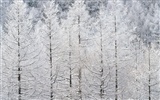 forêt, la neige fond d'écran (2) #19
