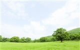 Green Grass Wallpaper (1)