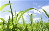 Green Grass обои (1) #5