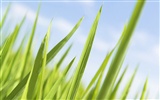 Green Grass Wallpaper (1) #6