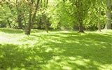 Green Grass обои (1) #8