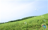 Green Grass обои (1) #9