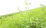 Green Grass обои (1) #10