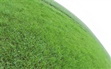 Green Grass wallpaper (1) #12