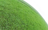 Green Grass обои (1) #12